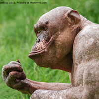 Buy canvas prints of Hairless Chimpanzee Close-Up by rawshutterbug 
