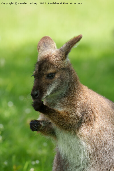 Red-necked Wallaby Basking in Sunlight Picture Board by rawshutterbug 