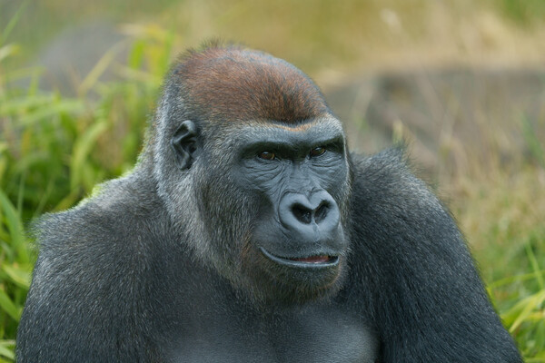 The Regal Blackback Gorilla Picture Board by rawshutterbug 