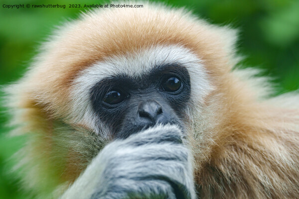Looking Into The Eyes Of A Lar Gibbon Picture Board by rawshutterbug 