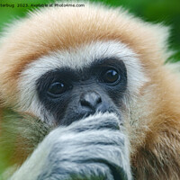 Buy canvas prints of Looking Into The Eyes Of A Lar Gibbon by rawshutterbug 