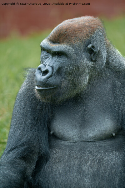 Charismatic Gorilla Lope's Mischievous Portrait Picture Board by rawshutterbug 