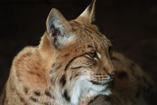  Intense Gaze: Close-up of a Lynx Picture Board by rawshutterbug 