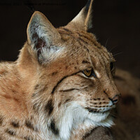 Buy canvas prints of  Intense Gaze: Close-up of a Lynx by rawshutterbug 