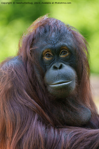 Soulful Orangutan Portrait Picture Board by rawshutterbug 