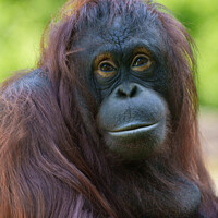 Buy canvas prints of Soulful Orangutan Portrait by rawshutterbug 