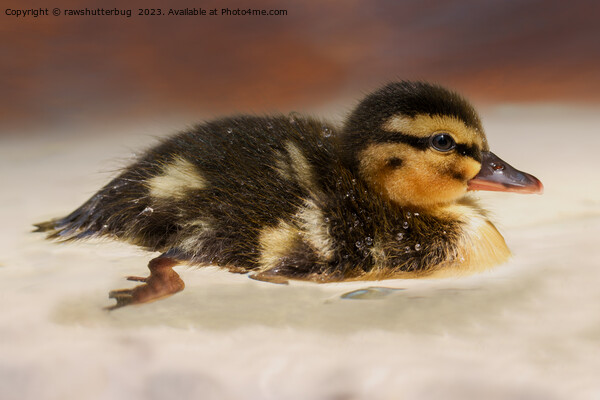 Captivating Close-Up of a Wet Duckling Picture Board by rawshutterbug 