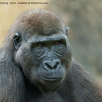 Buy canvas prints of Shufai: A Curious and Mischievous Gorilla by rawshutterbug 