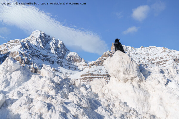 A Crow At Crowfoot Mountain Alberta Canada Picture Board by rawshutterbug 