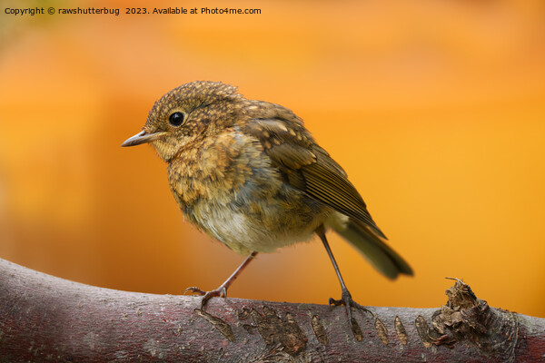 Baby Robin On A Tree Branch Picture Board by rawshutterbug 