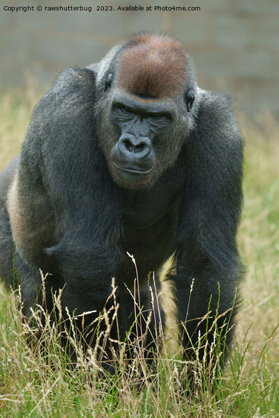 Gorilla on the move through the tall grass Picture Board by rawshutterbug 