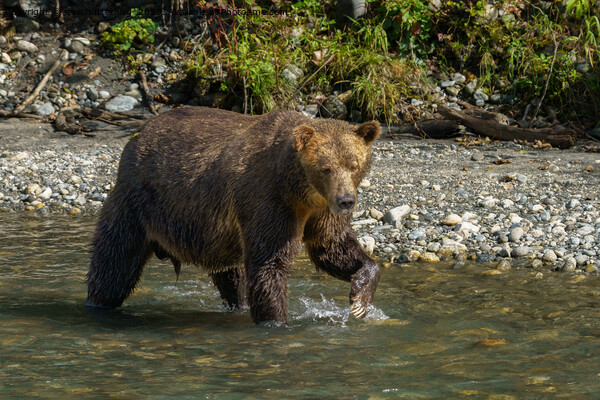 Wild Grizzly Bear At The Orford River Picture Board by rawshutterbug 