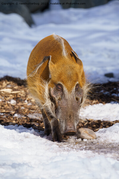 Red River Hog In The Snow Picture Board by rawshutterbug 
