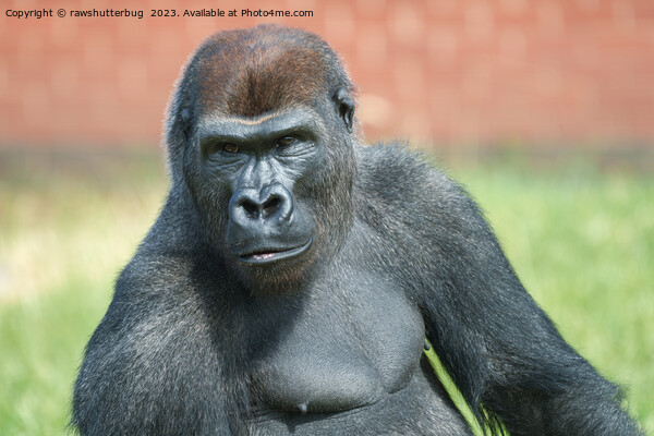 Blackback Gorilla Lope Portrait Picture Board by rawshutterbug 