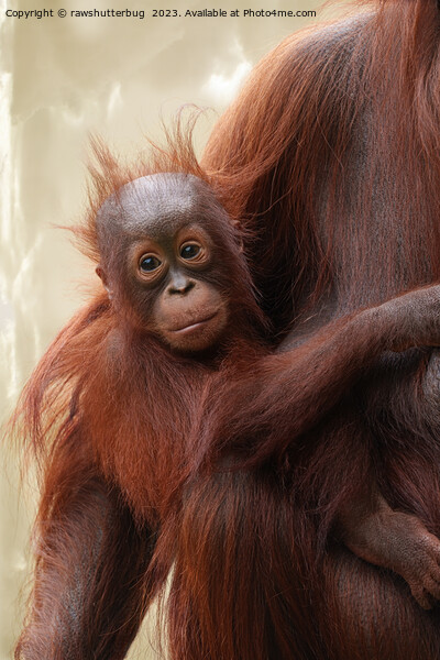 Hair-raisingly Cute - The Adorable Baby Orangutan Picture Board by rawshutterbug 