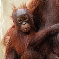 Buy canvas prints of Hair-raisingly Cute - The Adorable Baby Orangutan by rawshutterbug 
