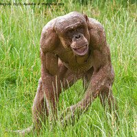 Buy canvas prints of Jambo The Unique Hairless Chimp by rawshutterbug 