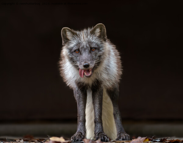  Captivating Silver Fox Picture Board by rawshutterbug 