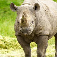 Buy canvas prints of Peaceful Rhino by rawshutterbug 