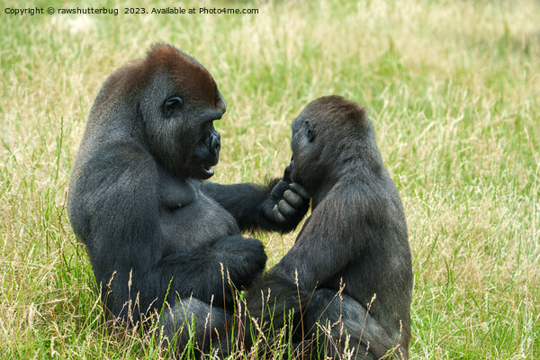 Gorilla Brother's Forever Picture Board by rawshutterbug 