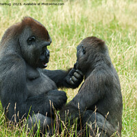 Buy canvas prints of Gorilla Brother's Forever by rawshutterbug 