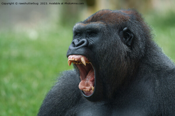 gorilla lope yawning Picture Board by rawshutterbug 