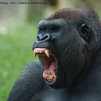 Buy canvas prints of gorilla lope yawning by rawshutterbug 