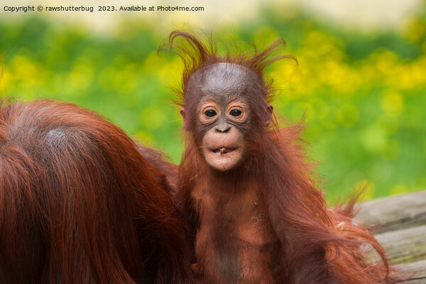 Quirky Charm of an Orangutan Baby Picture Board by rawshutterbug 