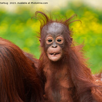 Buy canvas prints of Quirky Charm of an Orangutan Baby by rawshutterbug 