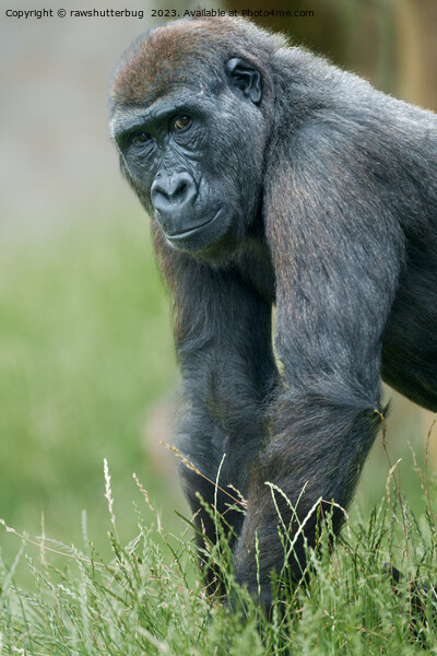 Gorilla's Tranquil Meadow Portrait Picture Board by rawshutterbug 
