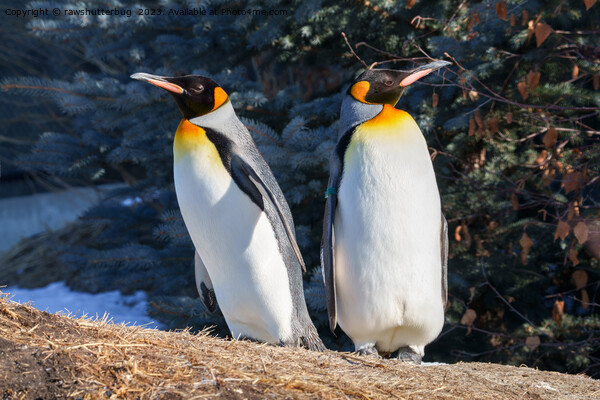 King Penguin Pair Against Wintry Backdrop Picture Board by rawshutterbug 