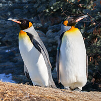 Buy canvas prints of King Penguin Pair Against Wintry Backdrop by rawshutterbug 