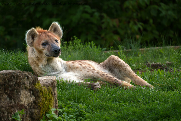 Hyena's Bliss: Capturing Nature's Smiles Picture Board by rawshutterbug 