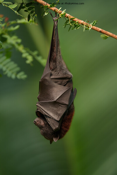 Bat's Tranquil Nap - A Close Look on a Green Bokeh Background Picture Board by rawshutterbug 