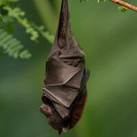Buy canvas prints of Bat's Tranquil Nap - A Close Look on a Green Bokeh Background by rawshutterbug 
