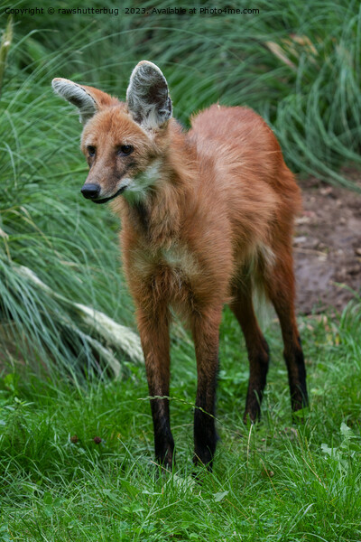 Maned wolf Picture Board by rawshutterbug 