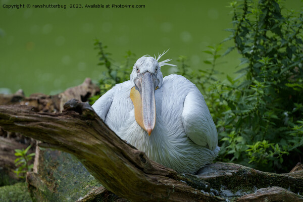 Pelican Serenity - A Captivating Gaze Picture Board by rawshutterbug 