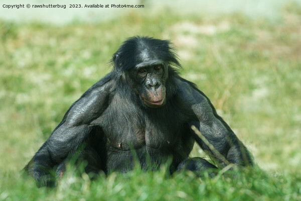 The Muscular Bonobo in the Grass Picture Board by rawshutterbug 