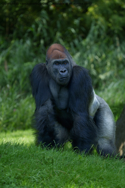 Silverback Gorilla's Stance Picture Board by rawshutterbug 