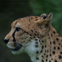 Buy canvas prints of The Cheetah's Gaze by rawshutterbug 