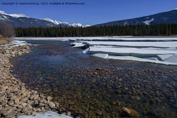 Winter Along the Athabasca River Picture Board by rawshutterbug 