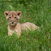 Buy canvas prints of Lion Cub In The Grass by rawshutterbug 
