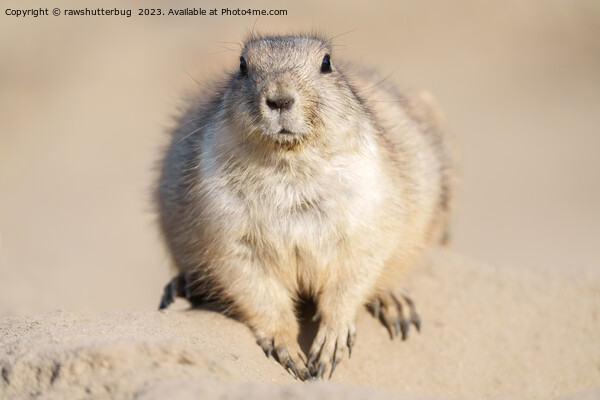 Lone Prairie Dog in the Sand Picture Board by rawshutterbug 