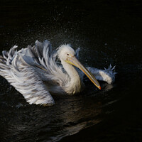 Buy canvas prints of Pelican in Motion by rawshutterbug 