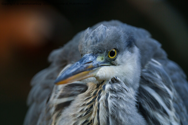 Intense Gaze of a Grey Heron in Close-Up Picture Board by rawshutterbug 