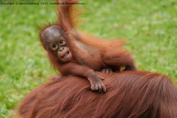 Baby Orangutan Joy Picture Board by rawshutterbug 