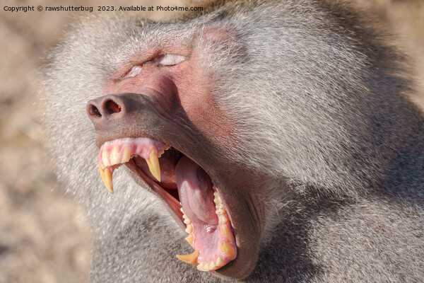 Power Unleashed - Male Baboon's Impressive Teeth Picture Board by rawshutterbug 