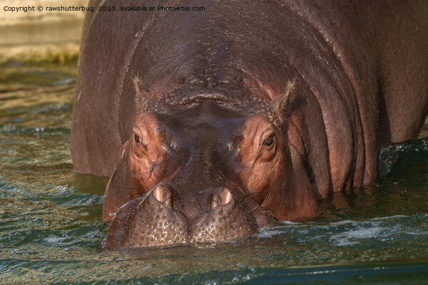 A Close Encounter with a Hippopotamus Picture Board by rawshutterbug 