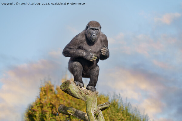 Gorilla's Tree-Balancing Act Picture Board by rawshutterbug 