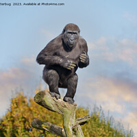 Buy canvas prints of Gorilla's Tree-Balancing Act by rawshutterbug 